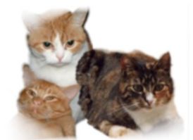           ***KATTEN***